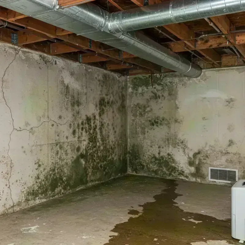 Professional Mold Removal in Hooks, TX